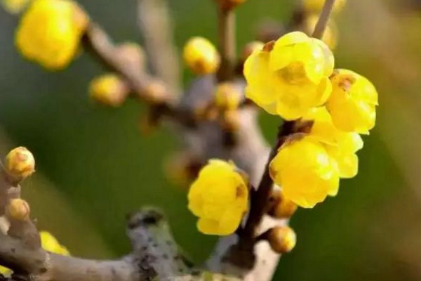 臘梅不開花怎麼辦,加強光照並適當施肥