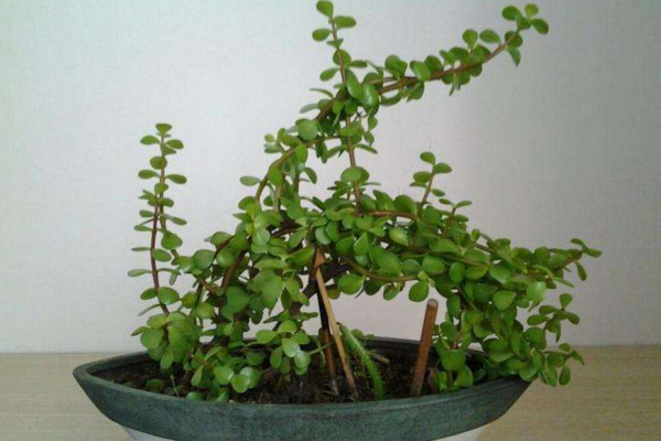 金枝玉葉冬天怎麼養,注意保溫並減少澆水