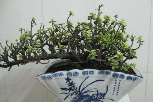金枝玉葉冬天怎麼養,注意保溫並減少澆水