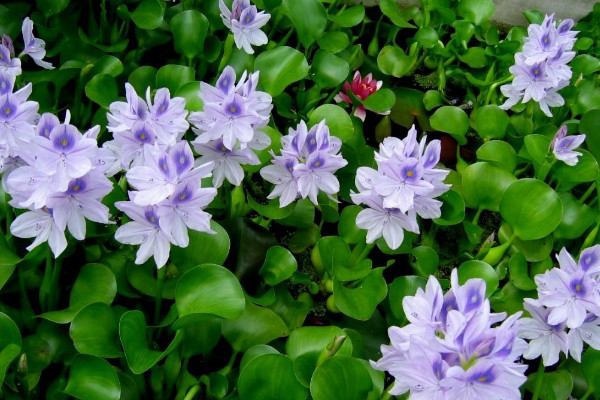 水葫蘆是什麼植物,外來的浮水草本植物