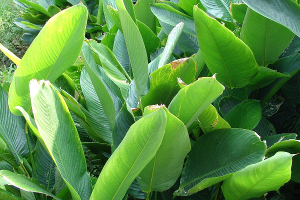 粽葉是什麼植物的葉子,蘆葦葉/箬葉/粽巴葉/芭蕉葉等
