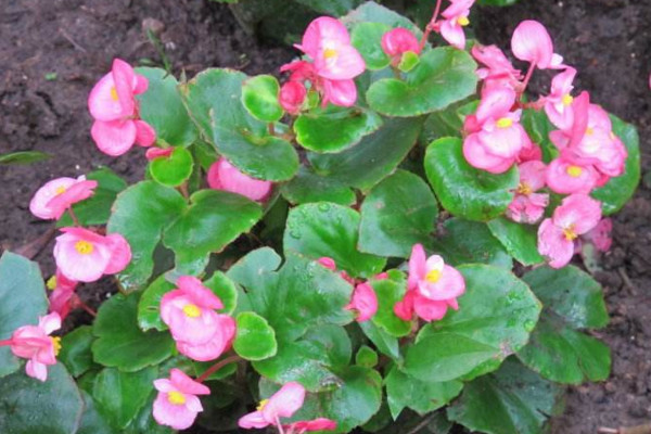 玻璃海棠開完花後怎麼處理,適當修剪並及時追肥