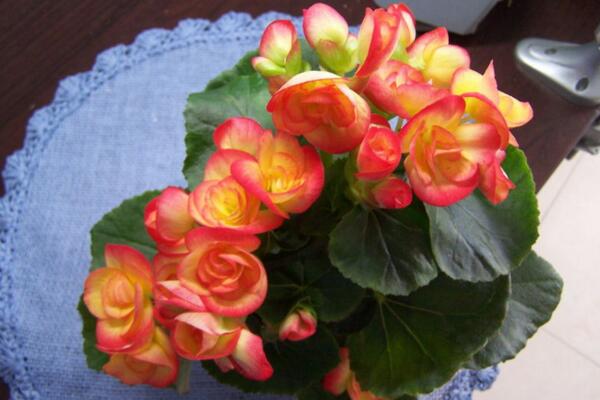 玻璃海棠開完花後怎麼處理,適當修剪並及時追肥