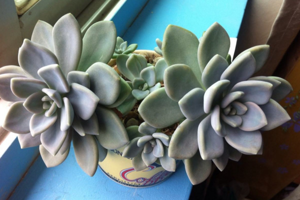 冬美人什麼時候砍頭,春秋季砍頭植株恢複速度最快