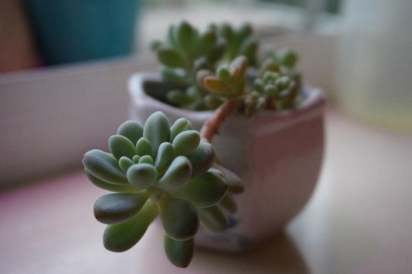 冬美人什麼時候砍頭,春秋季砍頭植株恢複速度最快