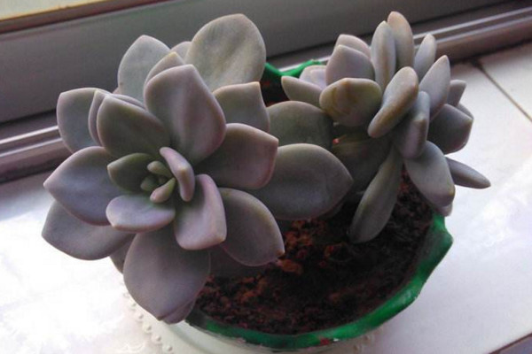 冬美人什麼時候砍頭,春秋季砍頭植株恢複速度最快