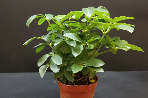 鴨腳木怎麼澆水,生長旺期每周澆灌1~2次
