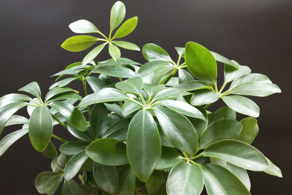 鴨腳木怎麼澆水,生長旺期每周澆灌1~2次