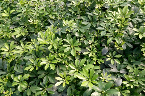 鴨腳木怎麼澆水,生長旺期每周澆灌1~2次