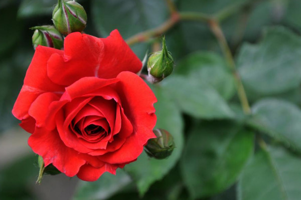 玫瑰花期是什麼時候,5月到6月份綻放