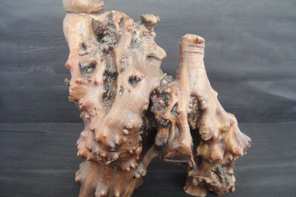 麻梨疙瘩是什麼樹,是鼠李科賞玩植物種類