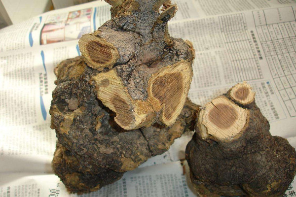 麻梨疙瘩是什麼樹,是鼠李科賞玩植物種類