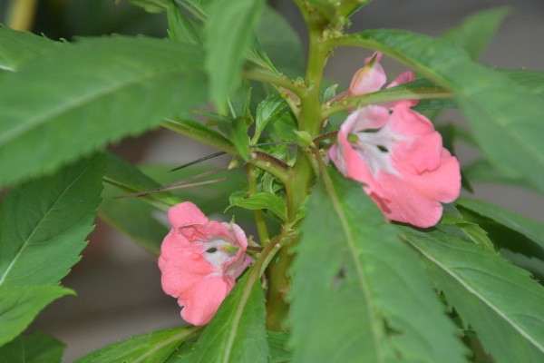 鳳仙花的栽培方法,可以通過以下4步進行