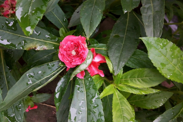 鳳仙花的栽培方法,可以通過以下4步進行