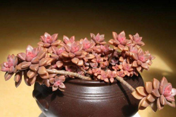 姬朧月怎麼養,適宜的土壤以及充足的光照
