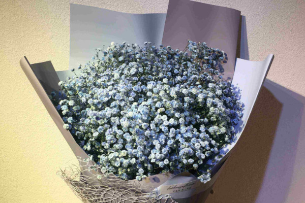 滿天星種植方法,種子要經過處理後才可栽植