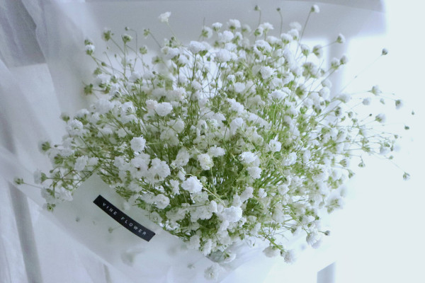 滿天星種植方法,種子要經過處理後才可栽植