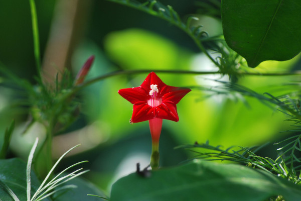 五角星花怎麼養，生長期每個月施加一次磷鉀肥