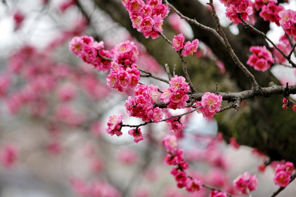 冬天有什麼花開,梅花/茶花/臘梅花/瓜葉菊等