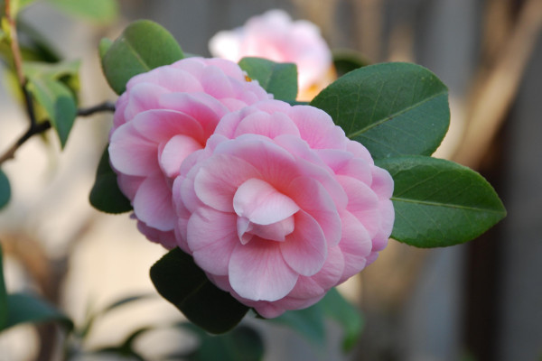 冬天有什麼花開,梅花/茶花/臘梅花/瓜葉菊等