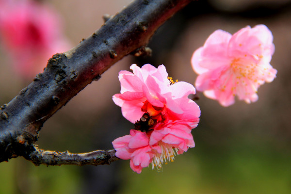 中國的國花是什麼花,有提名梅花/牡丹花/菊花等