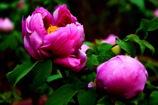 中國的國花是什麼花,有提名梅花/牡丹花/菊花等