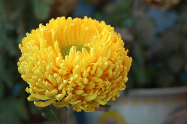 中國的國花是什麼花,有提名梅花/牡丹花/菊花等
