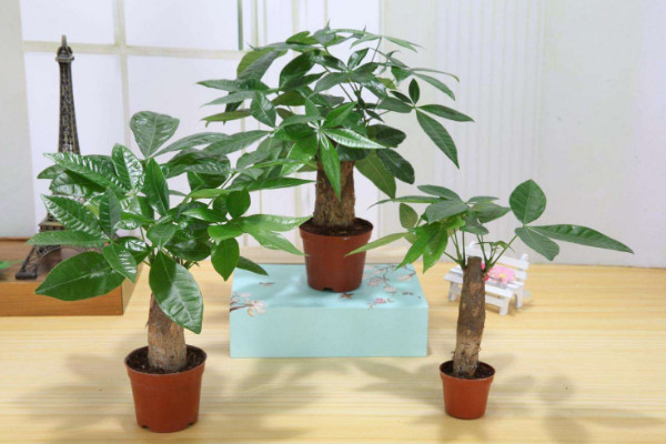 發財樹小盆栽怎麼養,保證每日至少3~4小時光照