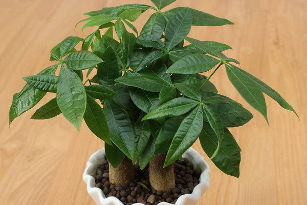 發財樹小盆栽怎麼養,保證每日至少3~4小時光照