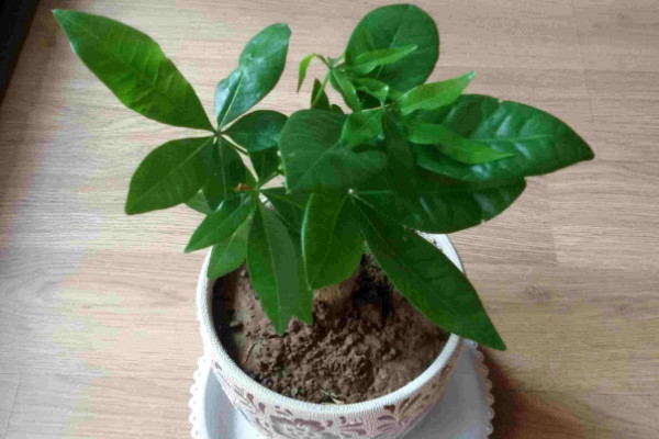 發財樹小盆栽怎麼養,保證每日至少3~4小時光照