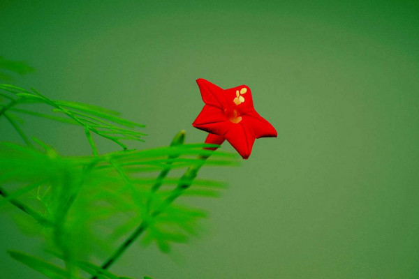 五角星花怎麼養,土壤肥沃同時保證光照充足