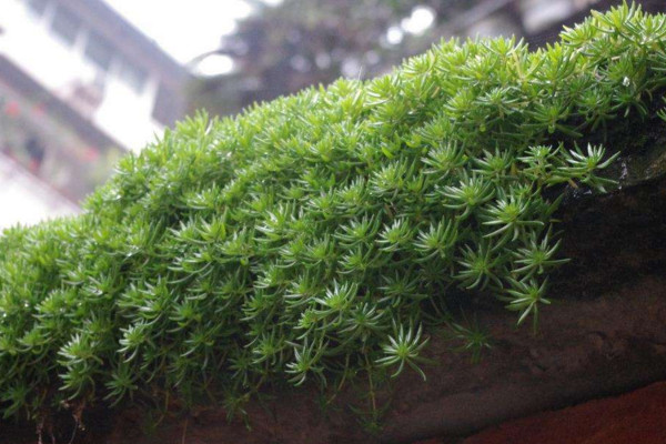 佛甲草怎麼養,充足的光照以及適宜的肥水