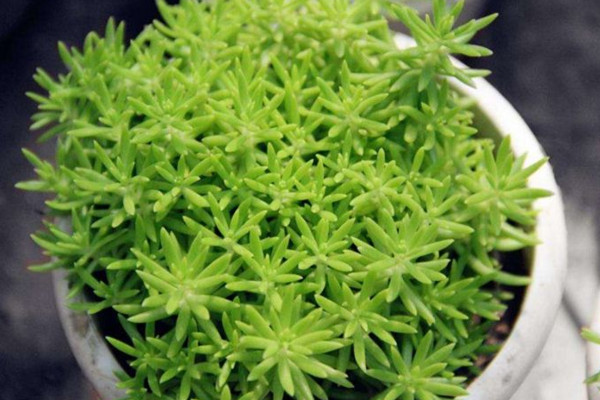 佛甲草怎麼養,充足的光照以及適宜的肥水