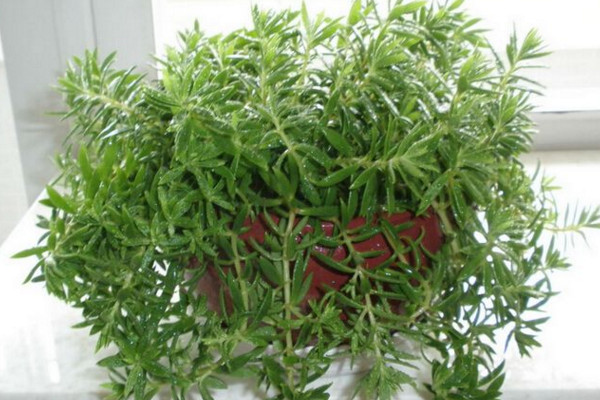 佛甲草怎麼養,充足的光照以及適宜的肥水