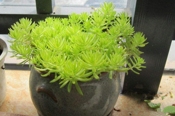 佛甲草怎麼養,充足的光照以及適宜的肥水