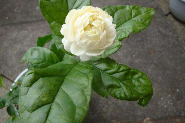 虎頭茉莉怎麼修枝,在溫度回升後才能進行修剪