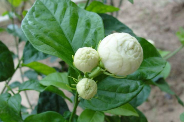 虎頭茉莉怎麼修枝,在溫度回升後才能進行修剪