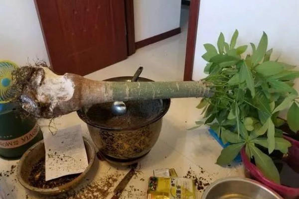 發財樹爛根怎麼辦,切根處理後移栽養殖