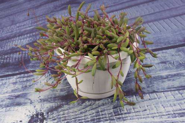 紫弦月怎麼養,讓植株爆盆的5大要點