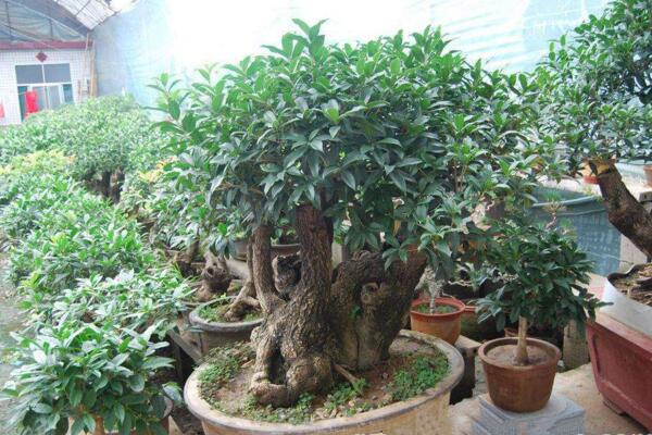 桂花葉子幹枯怎麼辦,控製光照並減少澆水