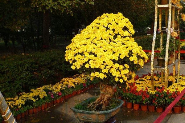 菊花葉子蔫了怎麼辦，適當遮陰並控製肥水