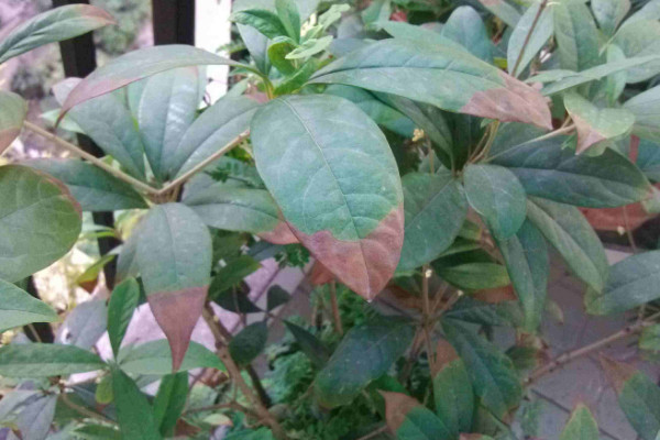 四季桂葉尖幹枯怎麼辦,給水施肥遮蔽強光