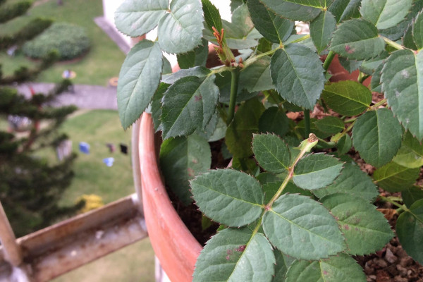 玫瑰花葉子黃了怎麼辦,調節水分/改善光照和溫度