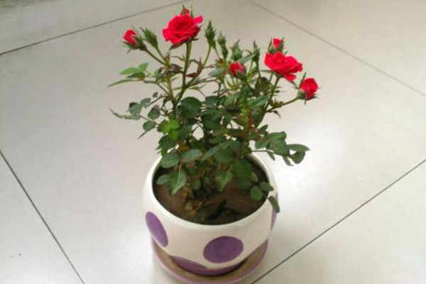 玫瑰花枯萎了怎麼救活,更換土壤/控製光照/停止施肥