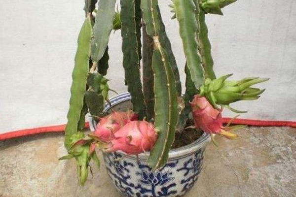 火龍果盆栽怎麼種,保溫保濕快速催根出芽