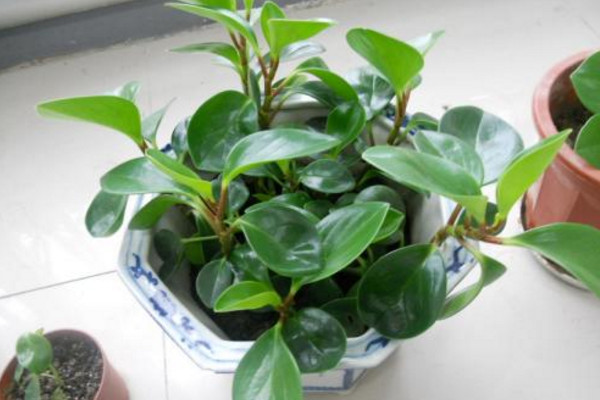 碧玉花怎麼養,5步教你養好碧玉花