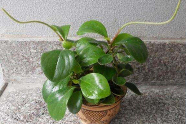 碧玉花怎麼養,5步教你養好碧玉花