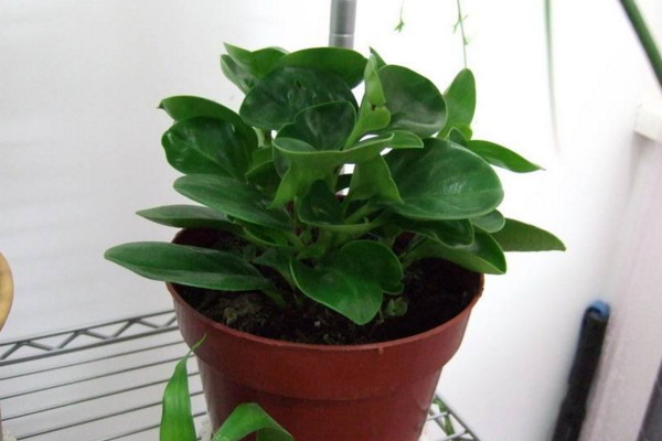 碧玉花怎麼養,5步教你養好碧玉花