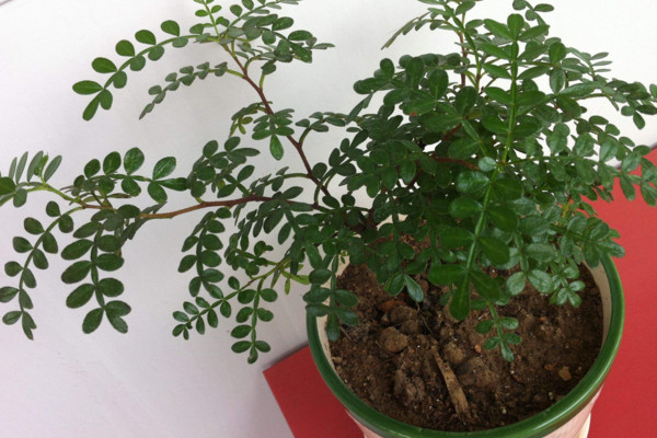 胡椒木如何養護,適宜的溫度以及充足的光照