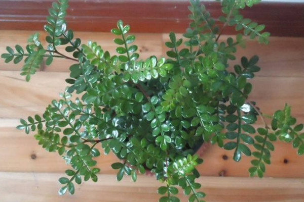 胡椒木如何養護,適宜的溫度以及充足的光照